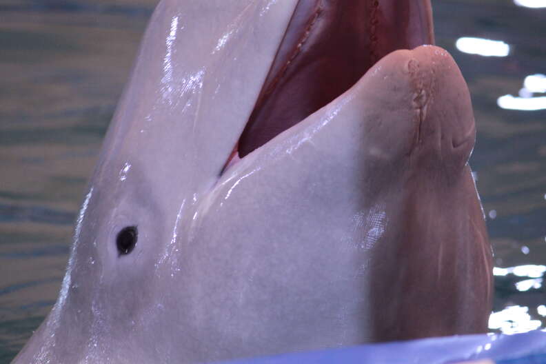 Captive beluga in pool