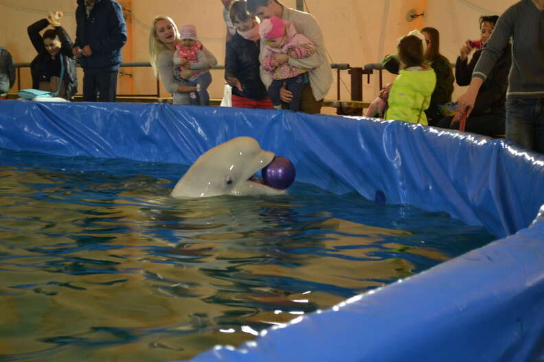 Captive beluga inside pool