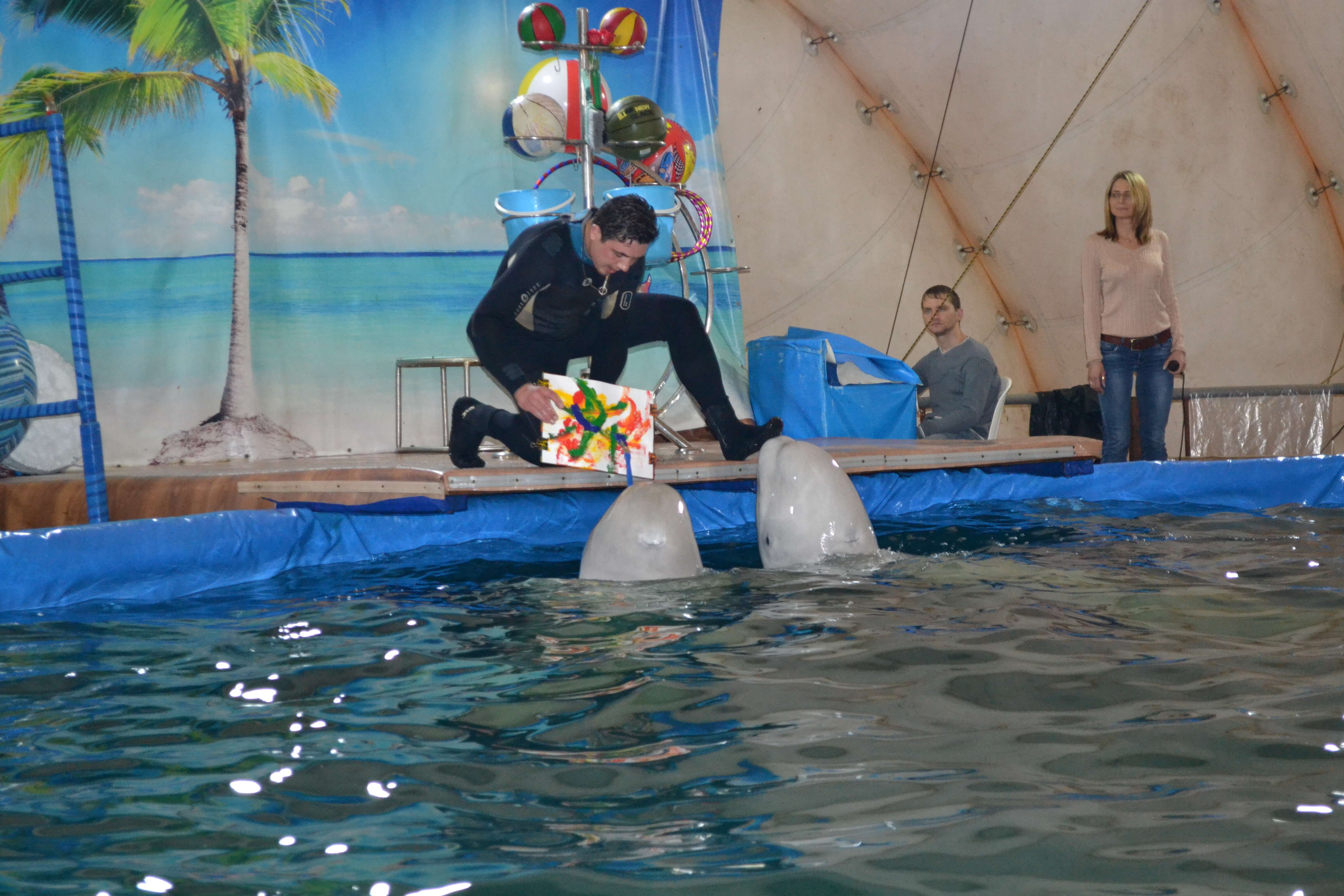 Captive belugas painting a picture