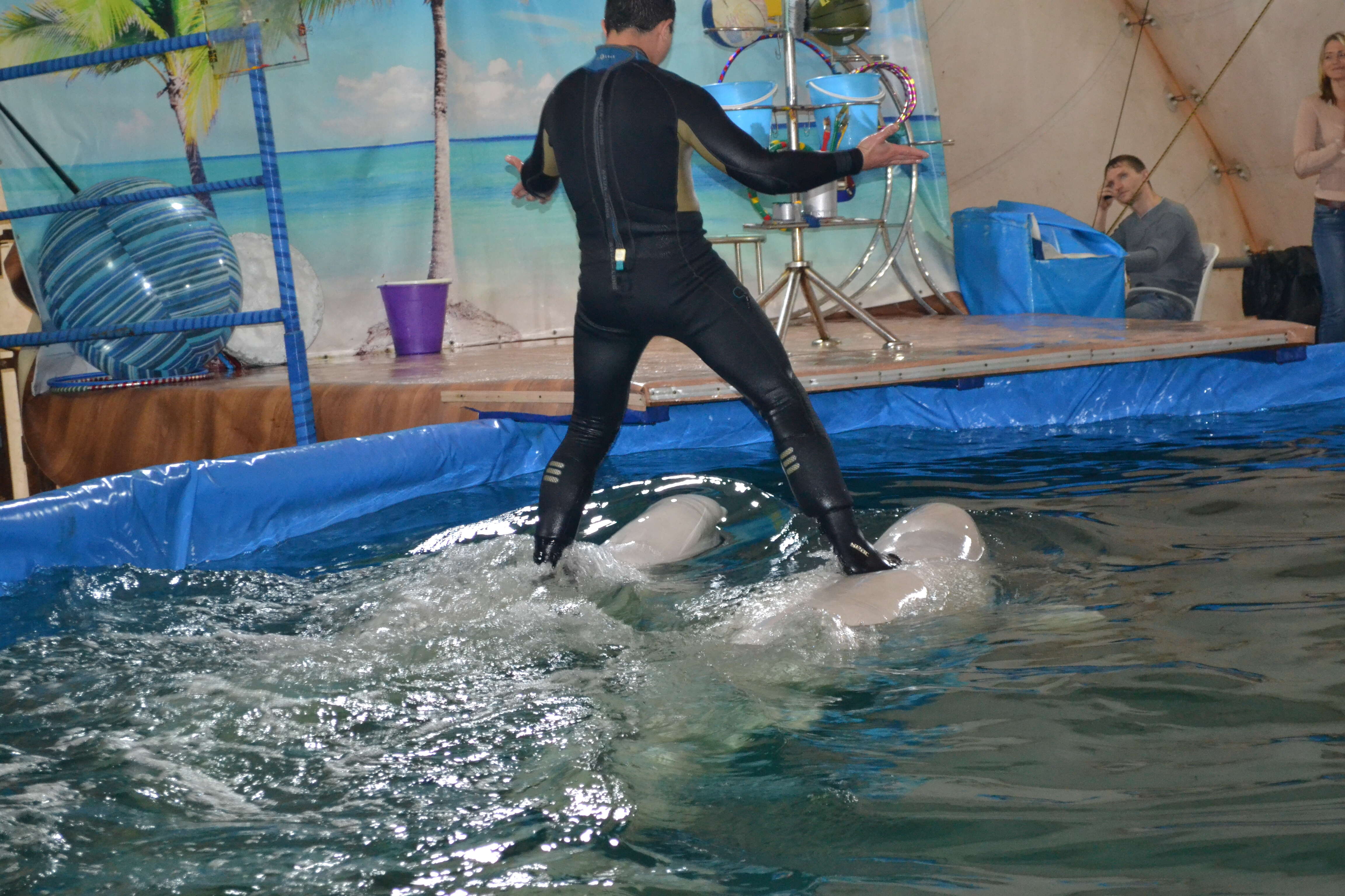Trainer riding two captive belugas