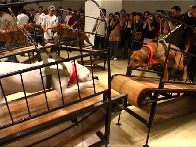 guggenheim dog fighting exhibit