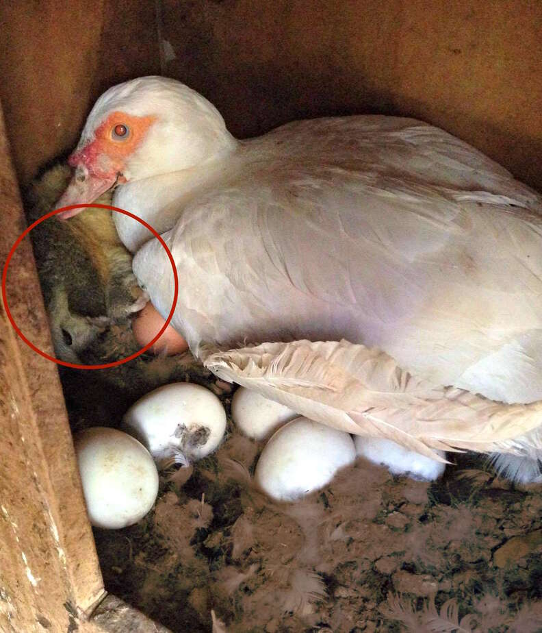 Duck with possum in next