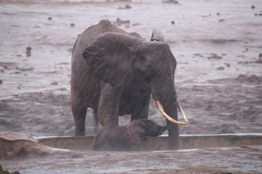 Elephant mom trying to save baby from mud