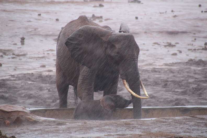 Elephant mom trying to save baby from mud