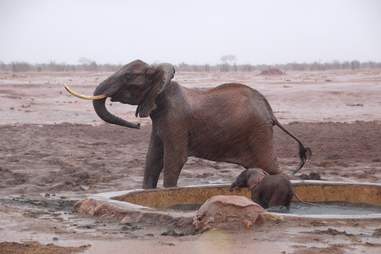 Elephant mom and baby in heavy rain