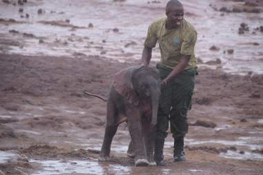 Guy reuniting baby elephant with mom