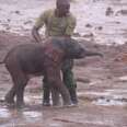 Nice Men Rescue Trapped Elephant And Return Her To Her Mom