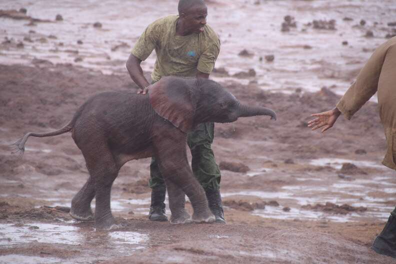 Guy saving baby elephant
