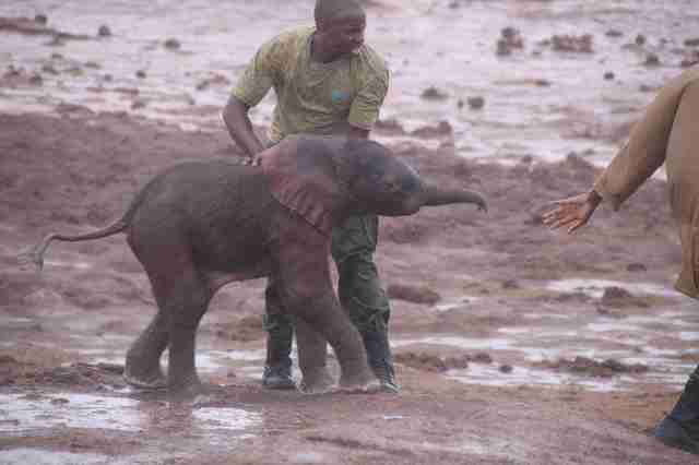 Guy saving baby elephant