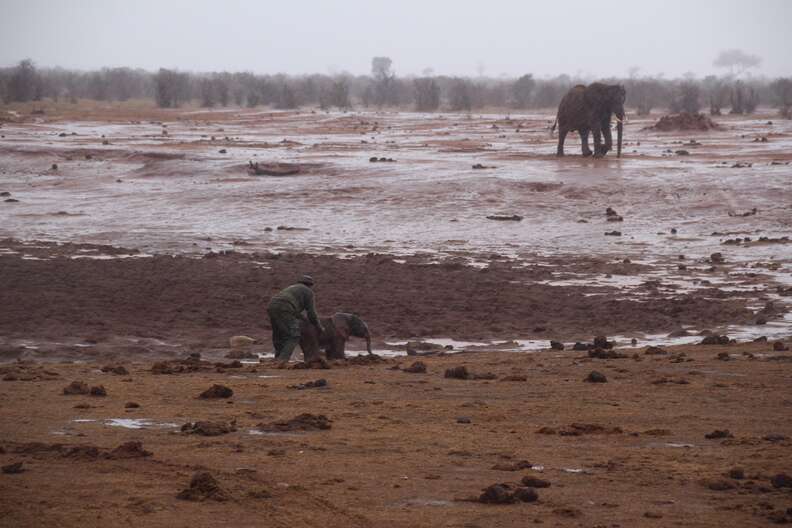 Guy saving baby elephant from mud pit