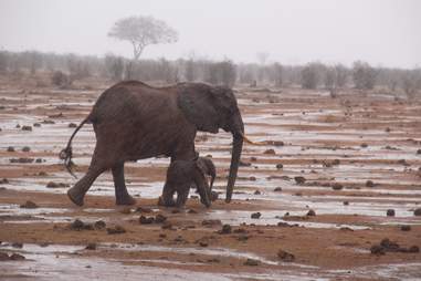 Mother elephant and baby reunited