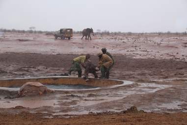 Men saving baby elephant from mud