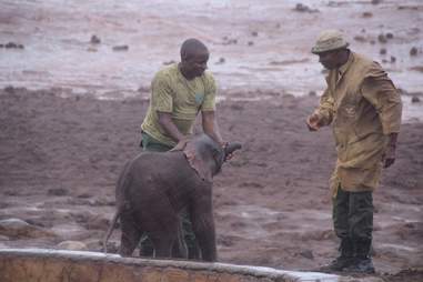 Men saving baby elephant from mud