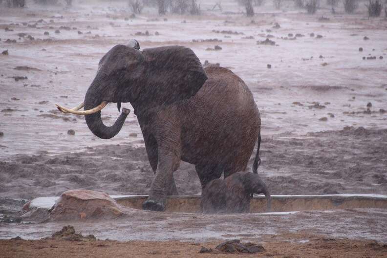 Elephant mom trying to save baby