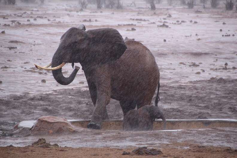 Men Reunite Baby Elephant With Her Worried Mom - The Dodo