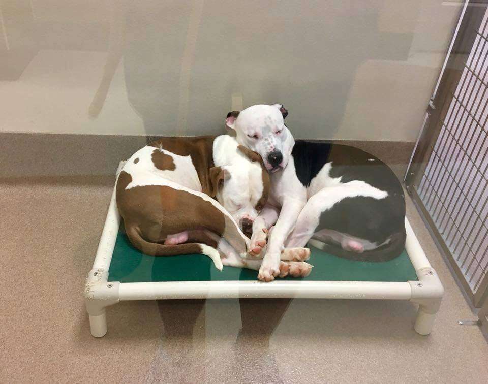 Bonded shelter dogs on bed together