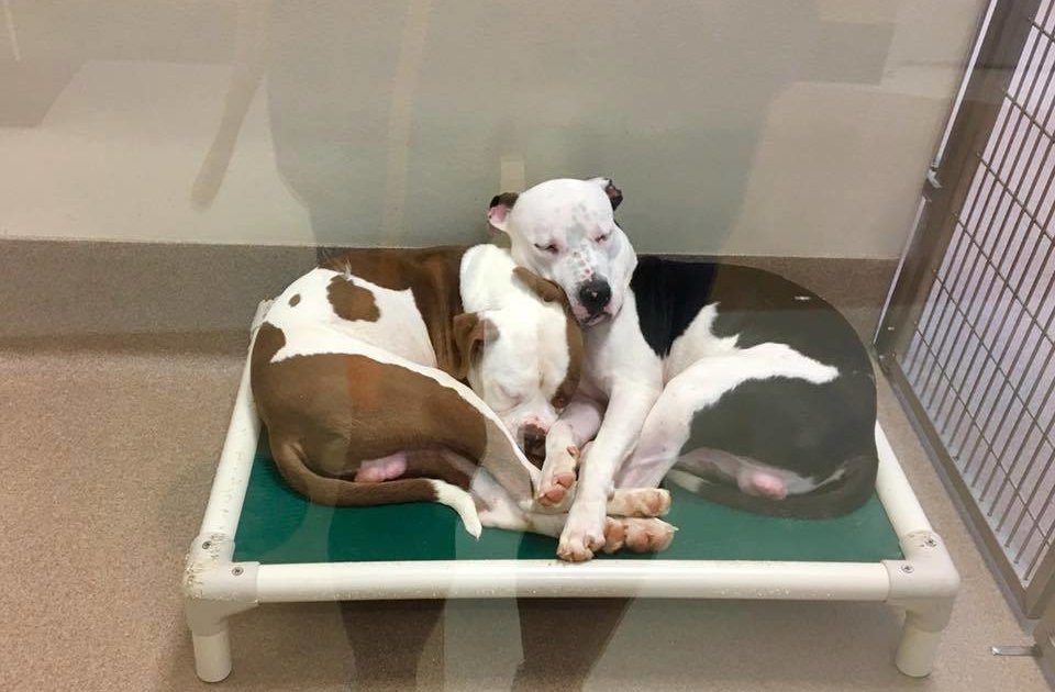Shelter Dogs Take Comfort In Each Other While Waiting For Forever Homes
