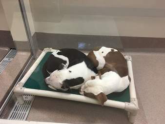 Bonded shelter dogs cuddling together