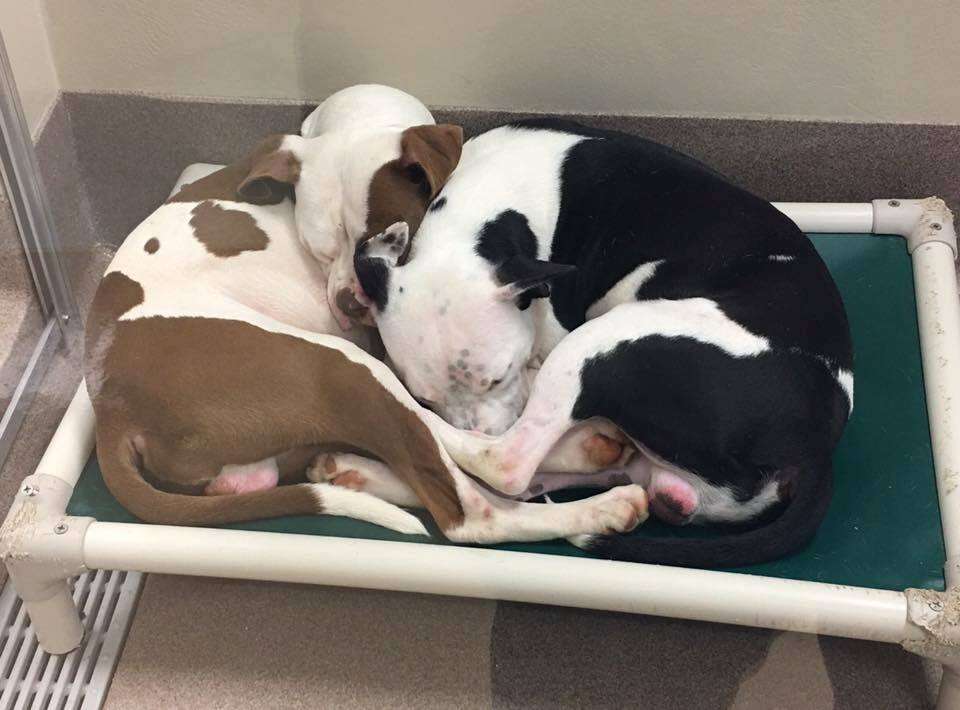 Bonded shelter dogs cuddling together