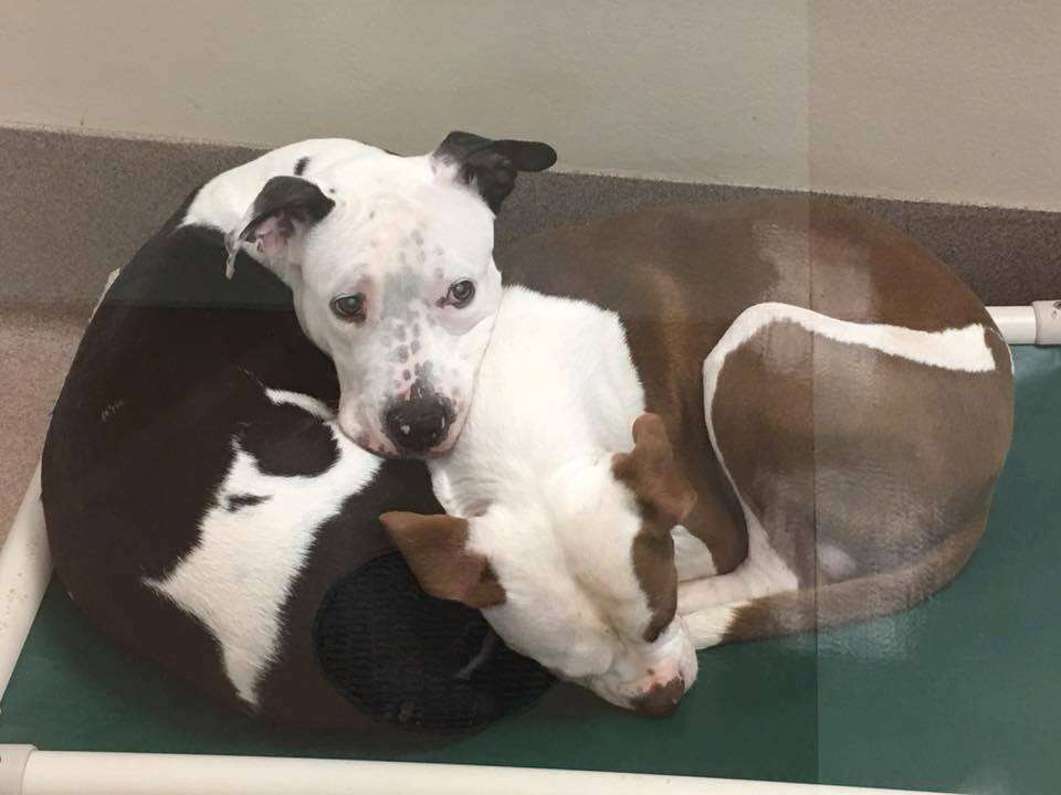 Shelter dogs sharing dog bed