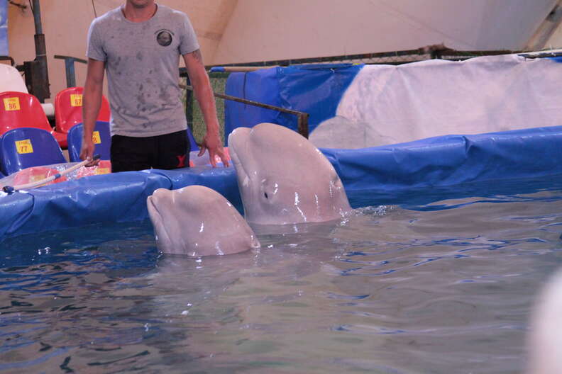Captive beluga whales in tiny pool