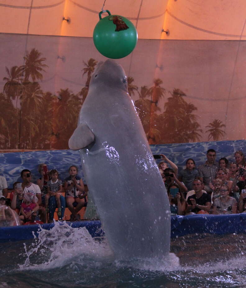 Captive beluga jumping to touch ball