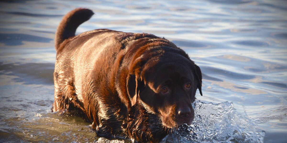 140 Lb Lab Family Adopts Obese Lab And Helps Him Get Healthy - Videos - The Dodo