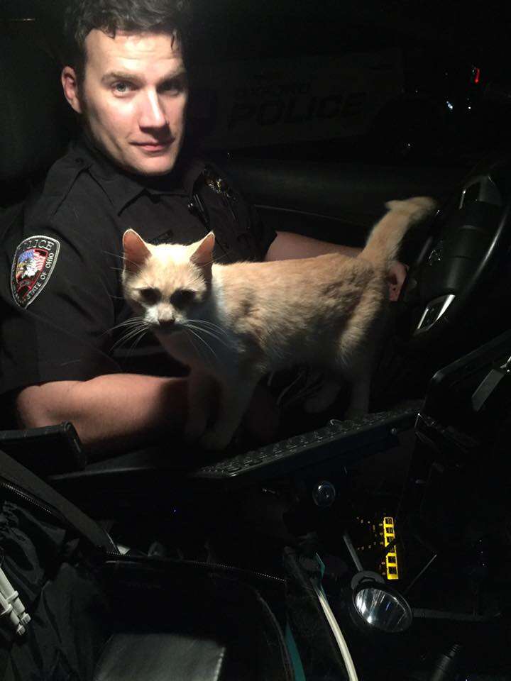 Cop Becomes Foster Dad To Cat Who Jumped In His Police Car - The Dodo