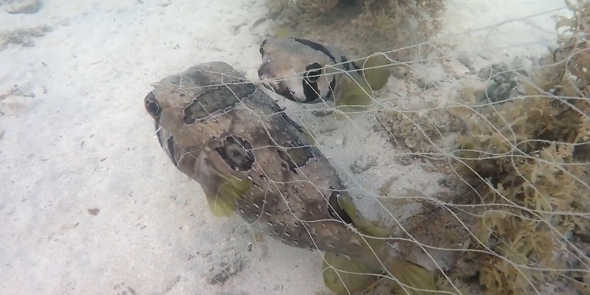 Fish Won’t Leave Her Stuck Friend’s Side - Videos - The Dodo