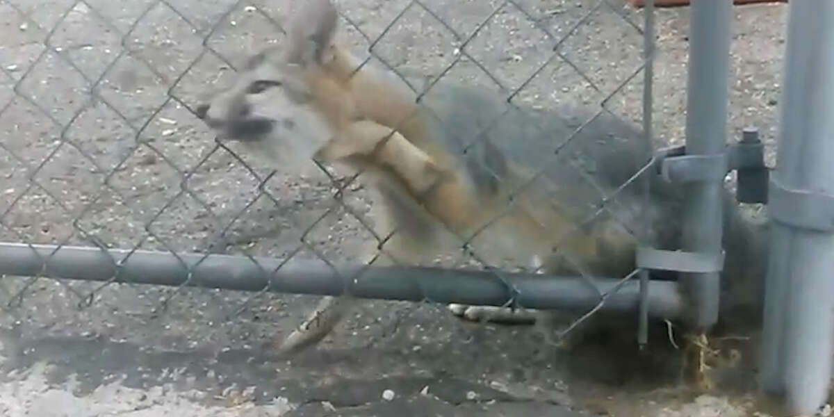 People Rescue Fox With Head Stuck In Fence - Videos - The Dodo