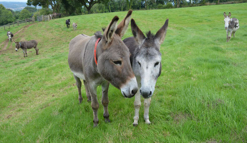 Donkeys at sanctuary