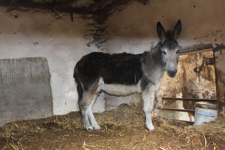 Neglected donkey