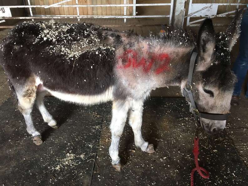 Neglected donkey getting rescued