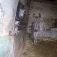 Trapped Donkeys Had No Idea They Were About To See The Sun Again