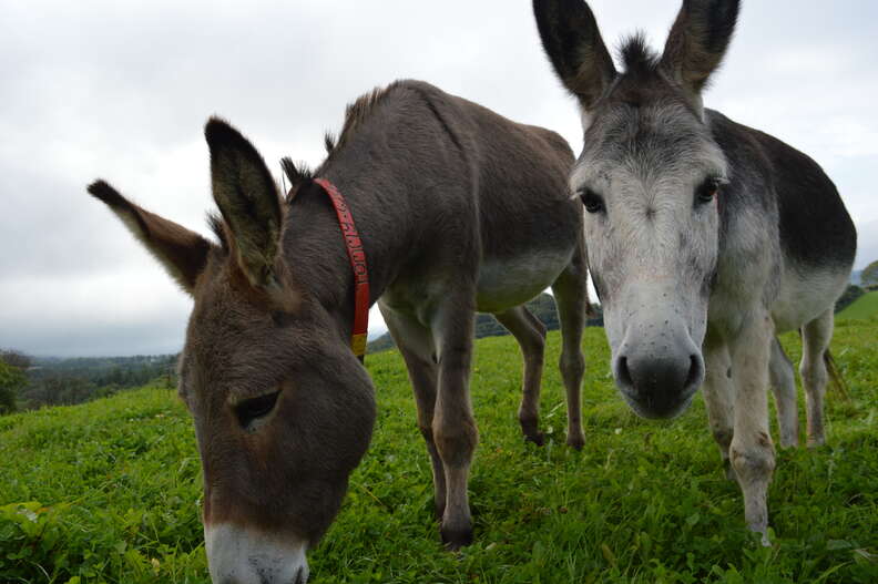 Rescued donkeys