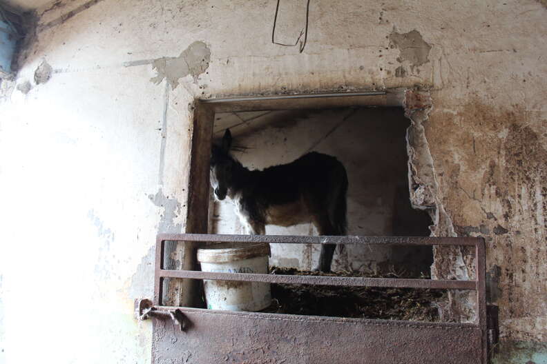 Trapped donkey