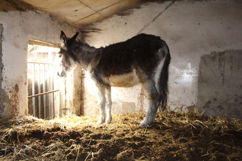 Neglected donkey just before getting rescued