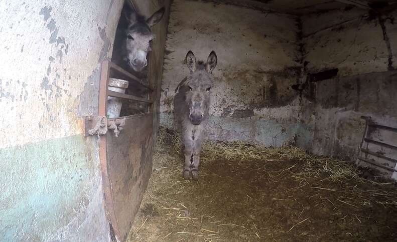 Trapped donkey friends comfort each other