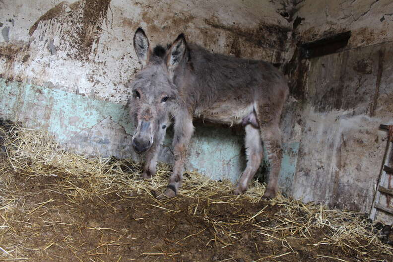 Trapped and neglected donkey