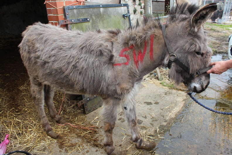 Neglected donkey getting rescued