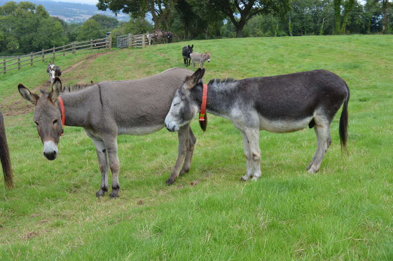 Rescued donkeys at sanctuary