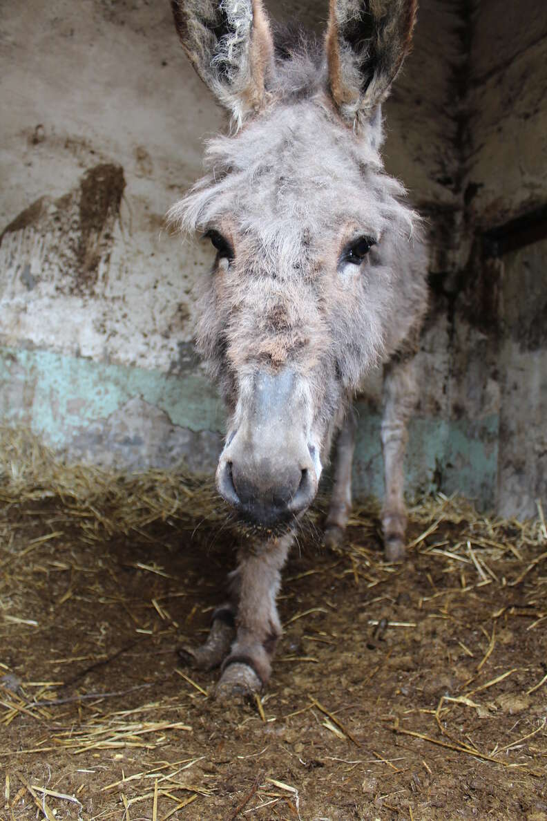 Trapped and neglected donkey