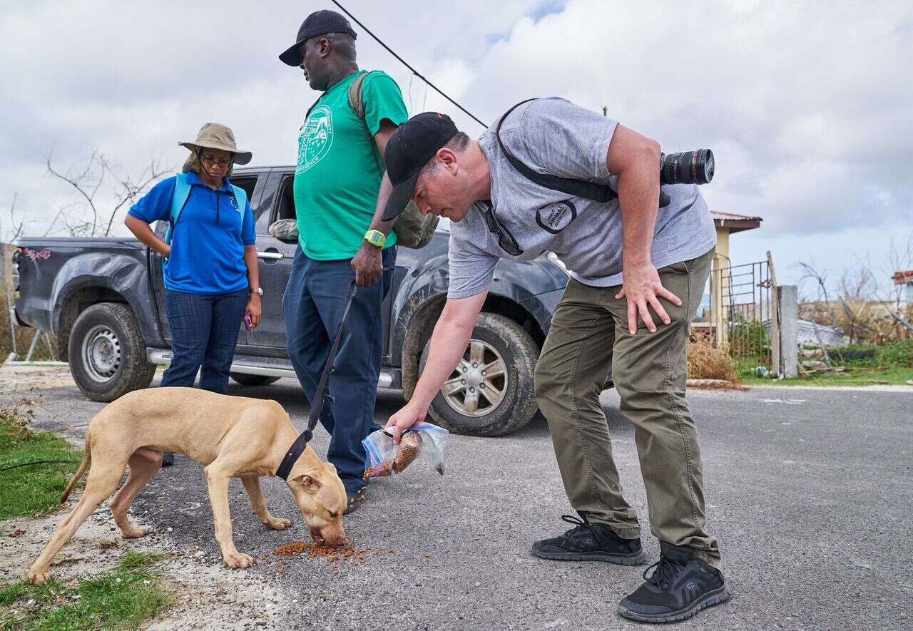 Rescued dog on Barbuda