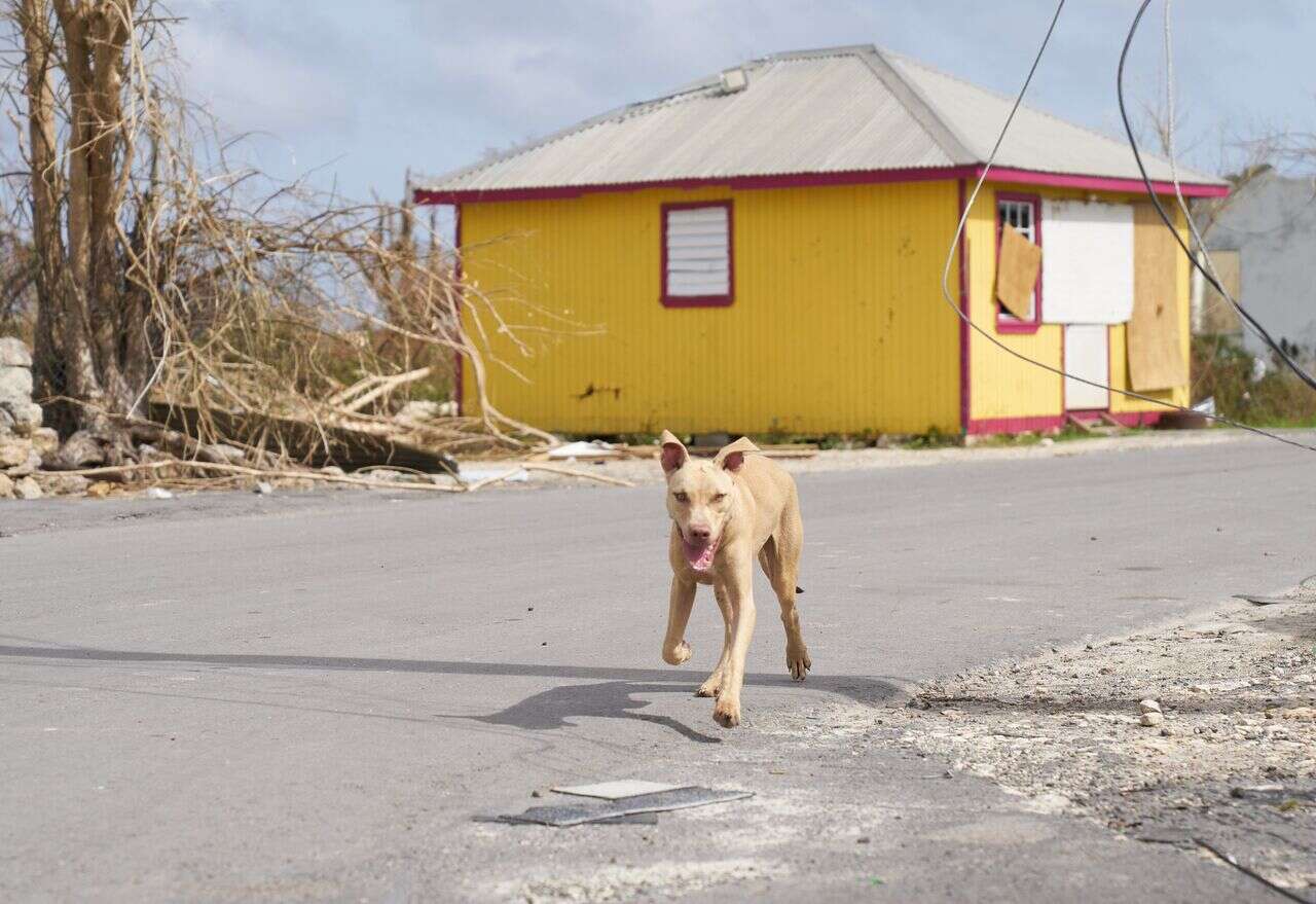 Rescued dog on Barbuda