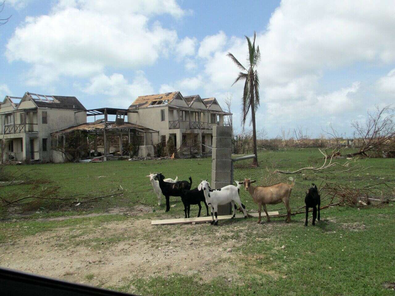 Goats on island after hurricane