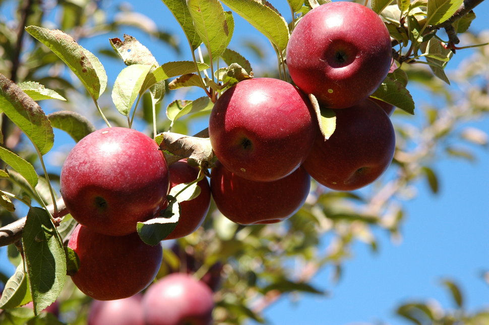 Best Apple Picking Near NYC: Orchards to Visit This Fall ...