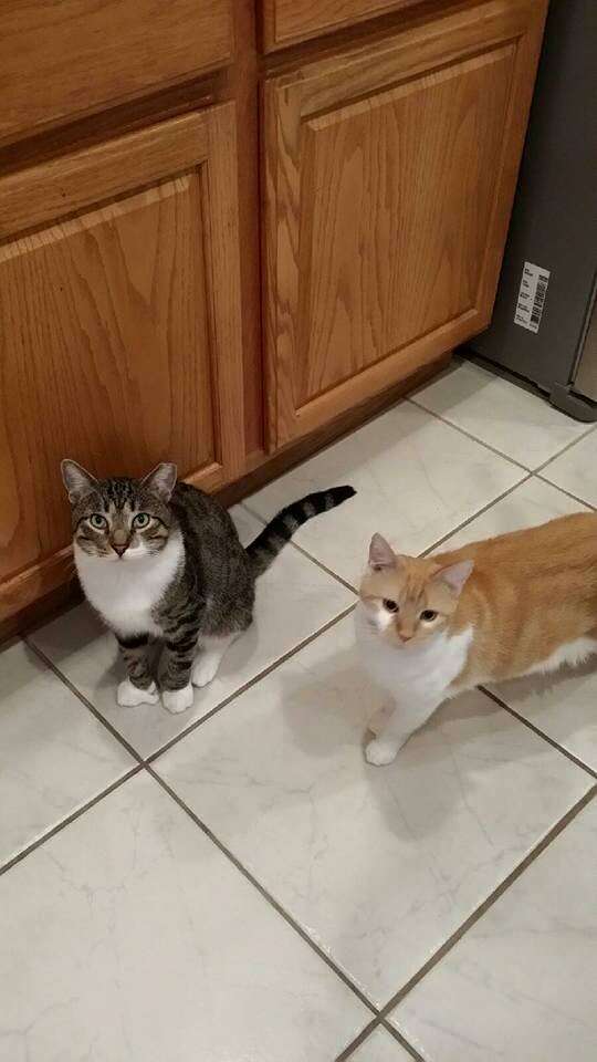 guy rescues cats