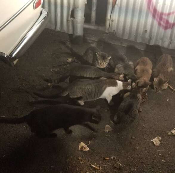 guy rescues cats