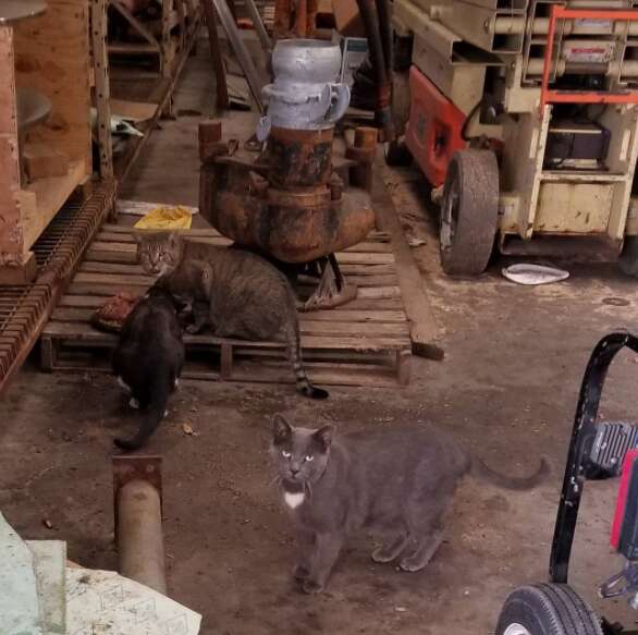 guy rescues cats