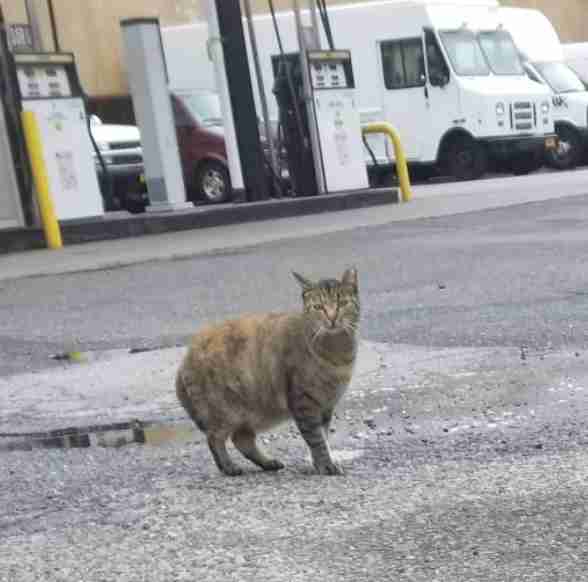 Guy Feeds Stray Cats And Helps Over 1 000 Of Them The Dodo